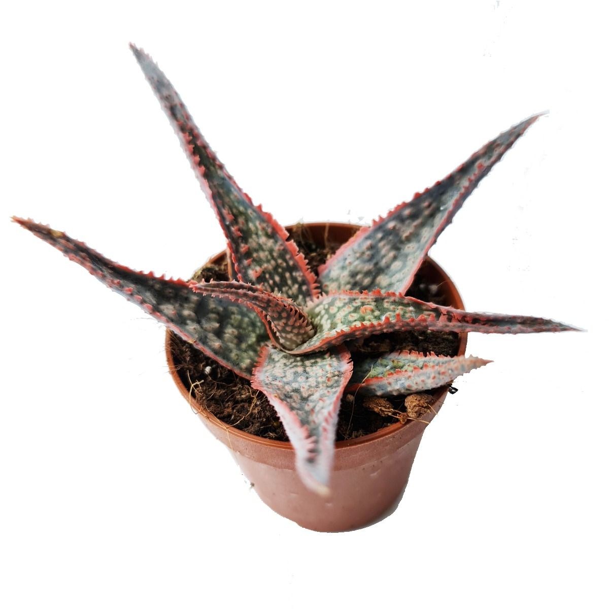 Aloe Vera | Dannyz