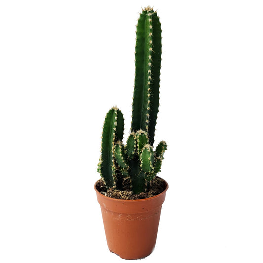 Apple Cactus Florida | Potted Houseplants