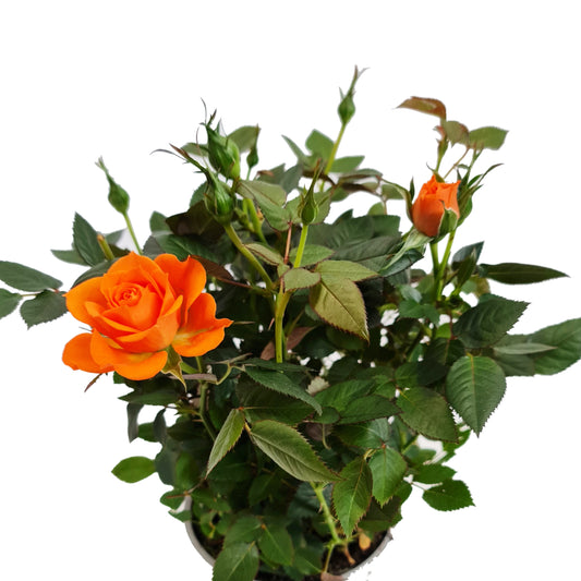 Flowering Rose | Orange | Potted Houseplants