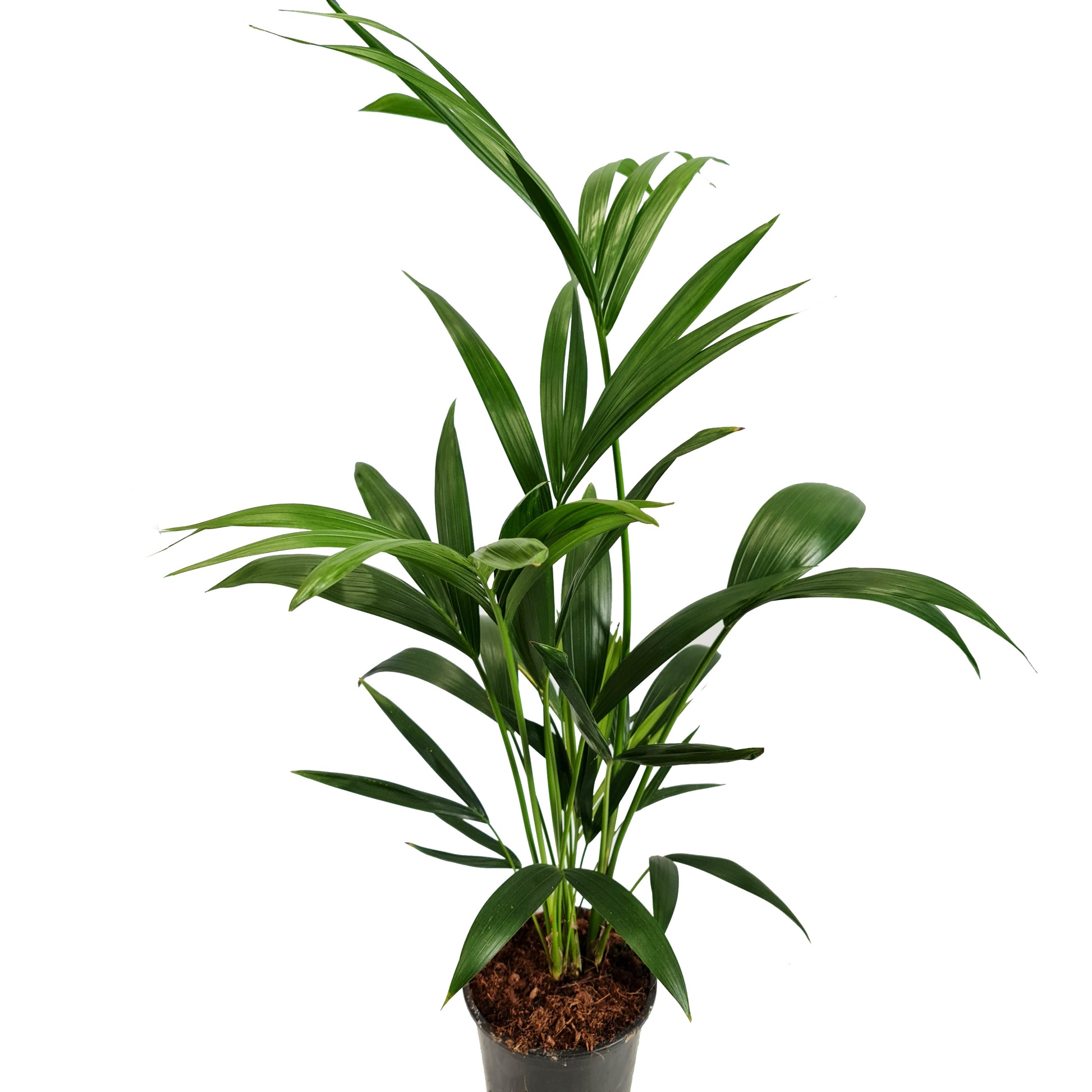 Kentia Palm