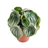 Watermelon Peperomia