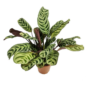 Never Never Plant | Burle Marxii - Indoor Plant
