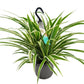 Spider Plant