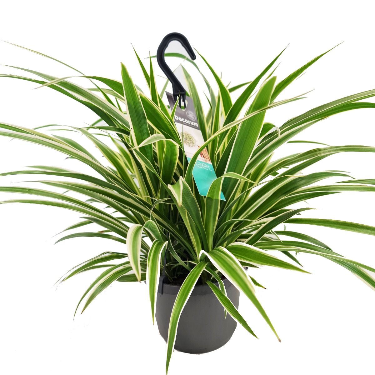 Spider Plant