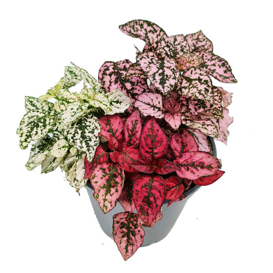 Polka Dot Plant | Rainbow | Potted Houseplants