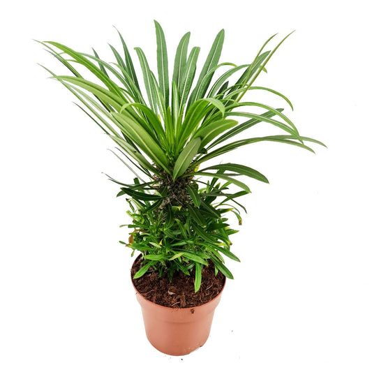 Madagascar Palm | Shade Loving Plants