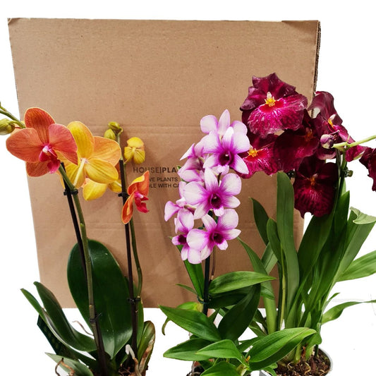 Orchid Lovers | Mystery Box | International Nurses Day Plants & Gifts