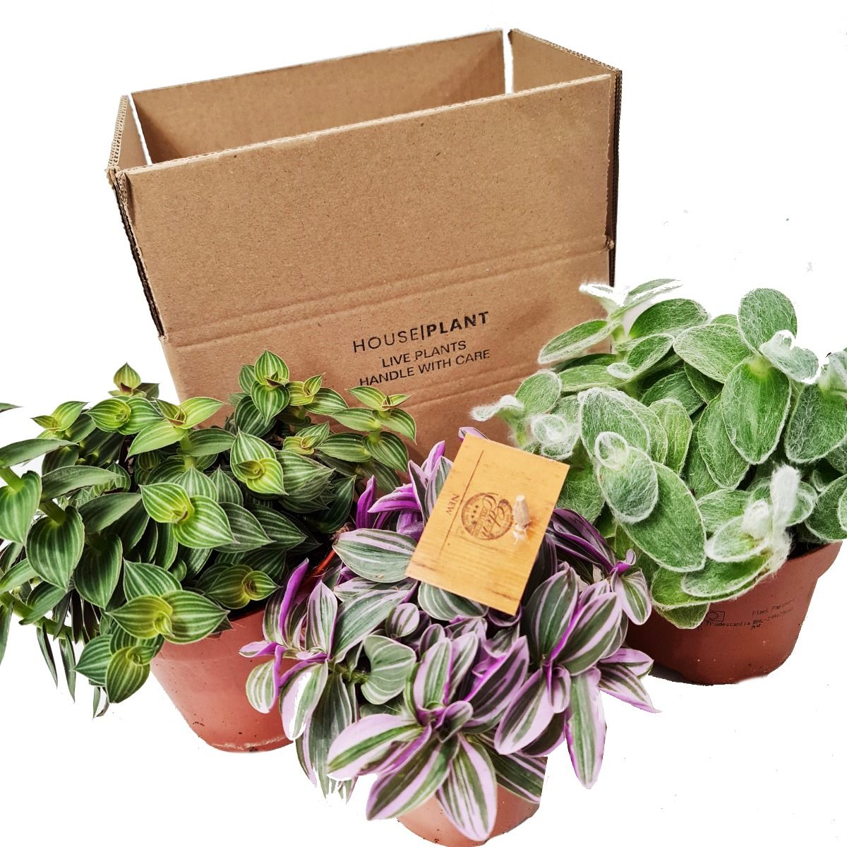 succulents box tradescantia zebrina wandering dude colorful foliage houseplant Wandering Dude | Mystery Box