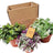 Perfect Plants for Under £50