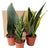 Perfect Plants for Under £50