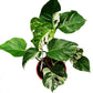 Variegated Swiss Cheese Plant | Albo | Rare Plant