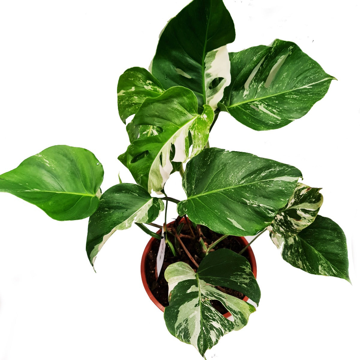 Variegated Swiss Cheese Plant | Albo | Rare Plant