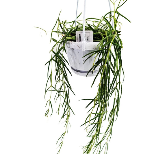 Porcelain Vine | Potted Houseplants