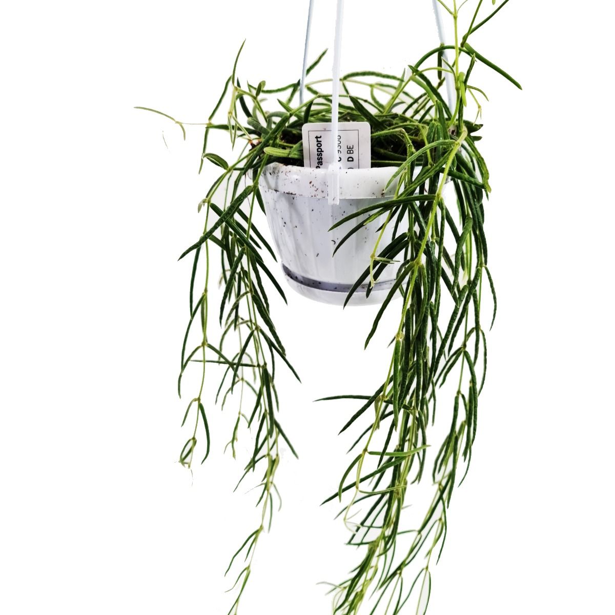 Porcelain Vine