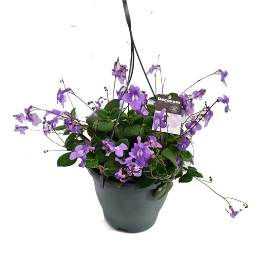 Cape Primrose | Hard To Find | Mother's Day