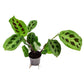 Prayer Plant | Rabbit's Foot