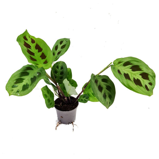 Prayer Plant | Rabbit's Foot