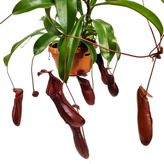 Monkey Jars | Alata | Indoor Plant