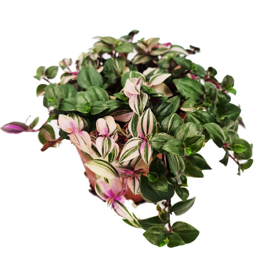 Wandering Dude | Quadricolour | Potted Houseplants