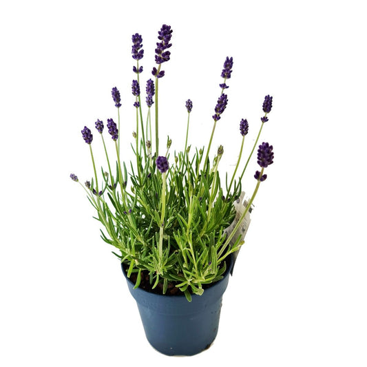 Lavender | Purple | Flowering Plants