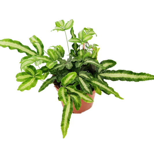 Cretan Brake Fern | Variegated | Potted Houseplants