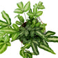 Cretan Brake Fern | Variegated