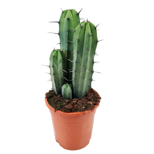 Bilberry Cactus