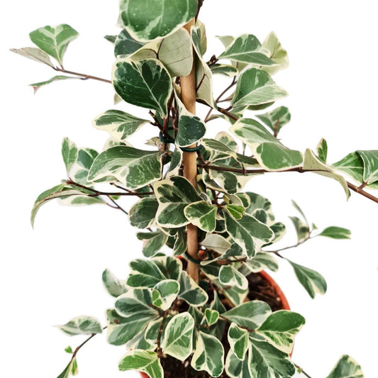 Sweetheart Fig | Potted Houseplants