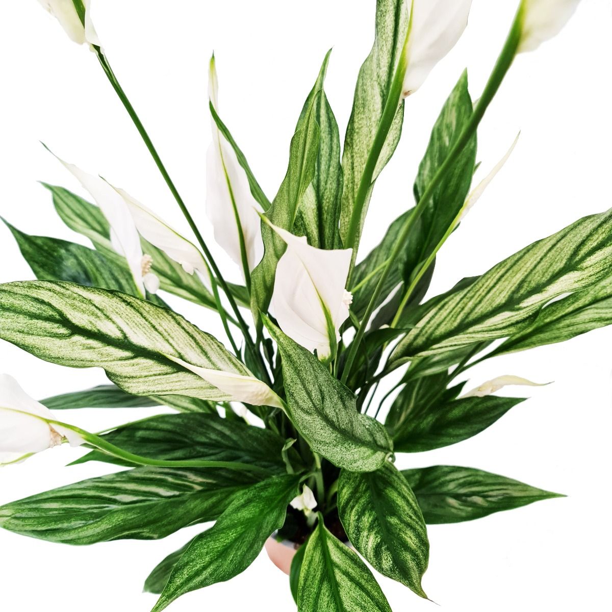 cupido peace lily Variegated Peace Lily | Silver Cupido