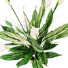 Variegated Peace Lily