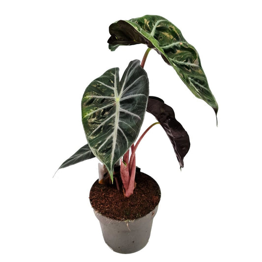 Elephant Ear | Pink Dragon