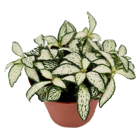 Nerve Plant | Forest Flame