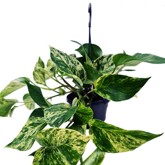 Pothos | Marble Queen | Potted Houseplants