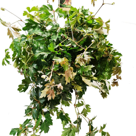 Grape Ivy | XL | Potted Houseplants