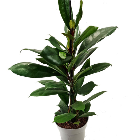 African Fig Tree | Potted Houseplants