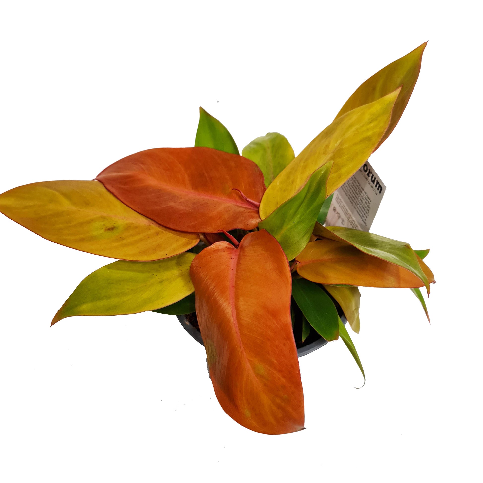 Philo | Prince Of Orange | Rare Plant