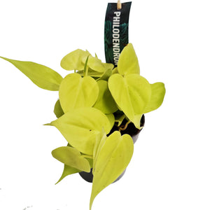 Sweetheart Plant | Lime - Indoor Plant