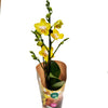 Yellow Phalaenopsis Orchid | Buttercup