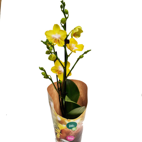 Yellow Phalaenopsis Orchid | Buttercup