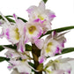 Dendrobium Orchid | Bright Eyes