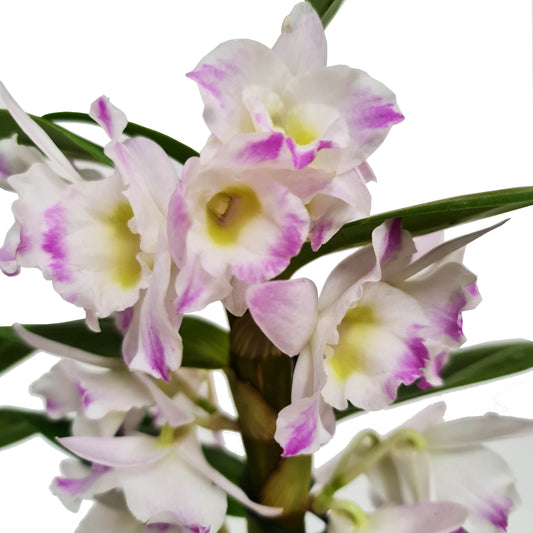 Dendrobium Orchid | Bright Eyes | Perfect Plants for Under £50