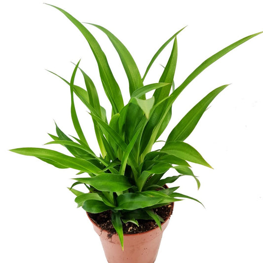 Spider Plant | Lemon | Potted Houseplants