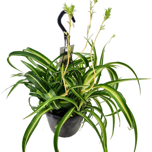 Curly Spider Plant | Bonnie