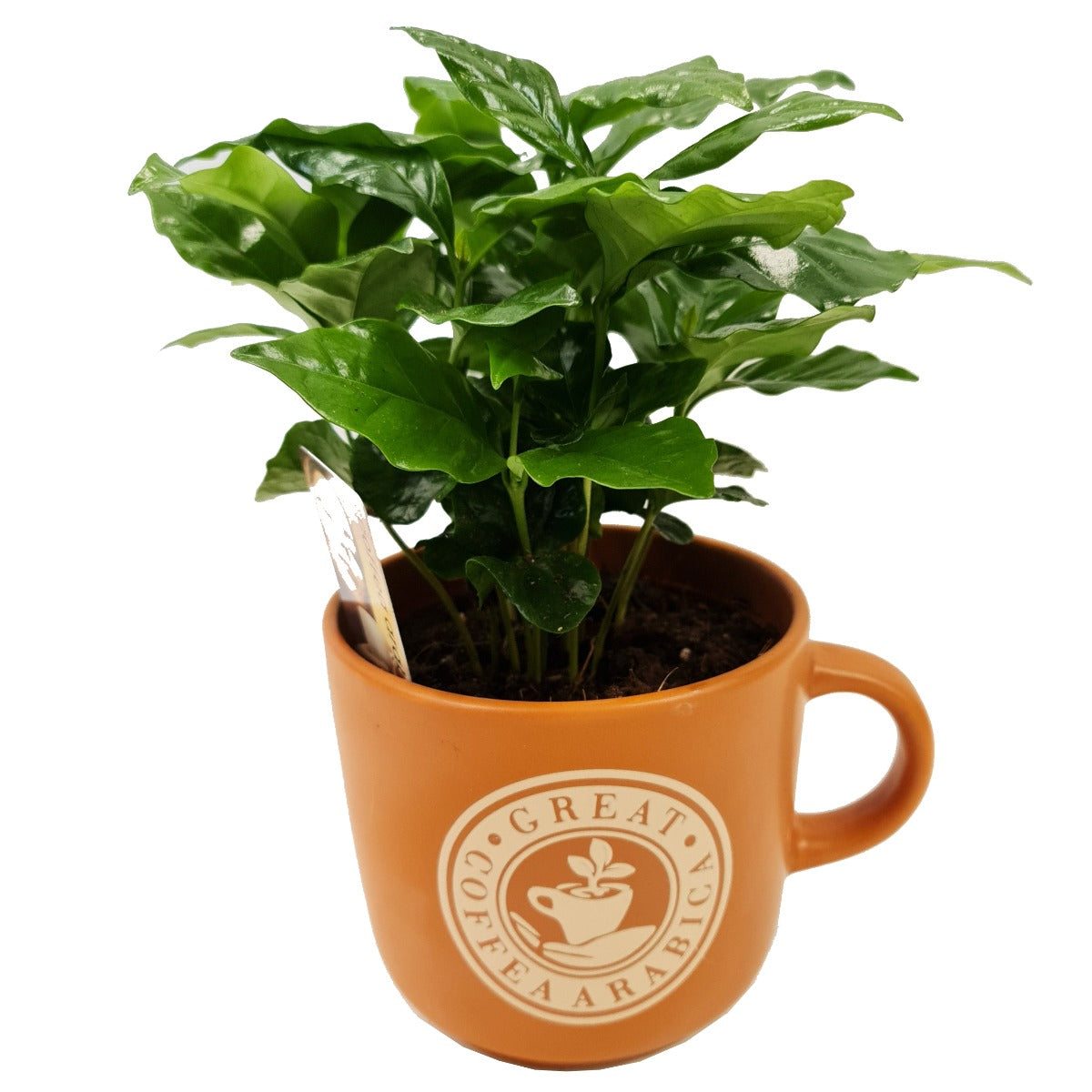 Coffee Mug | Arabica