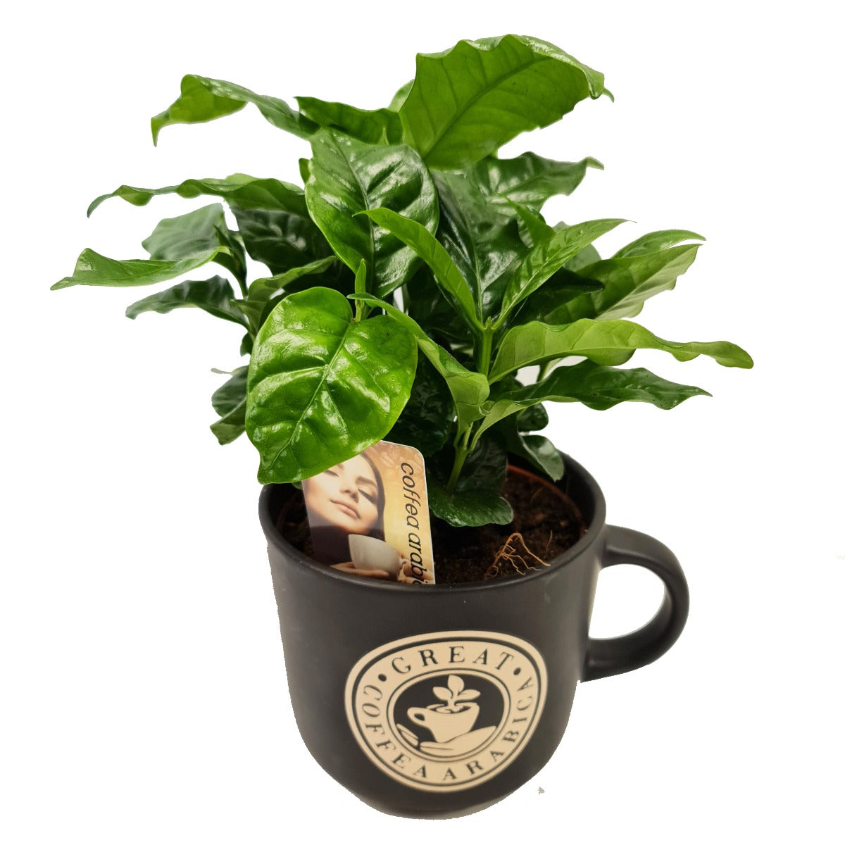 Coffee Mug | Arabica