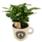 Coffee Mug | Arabica