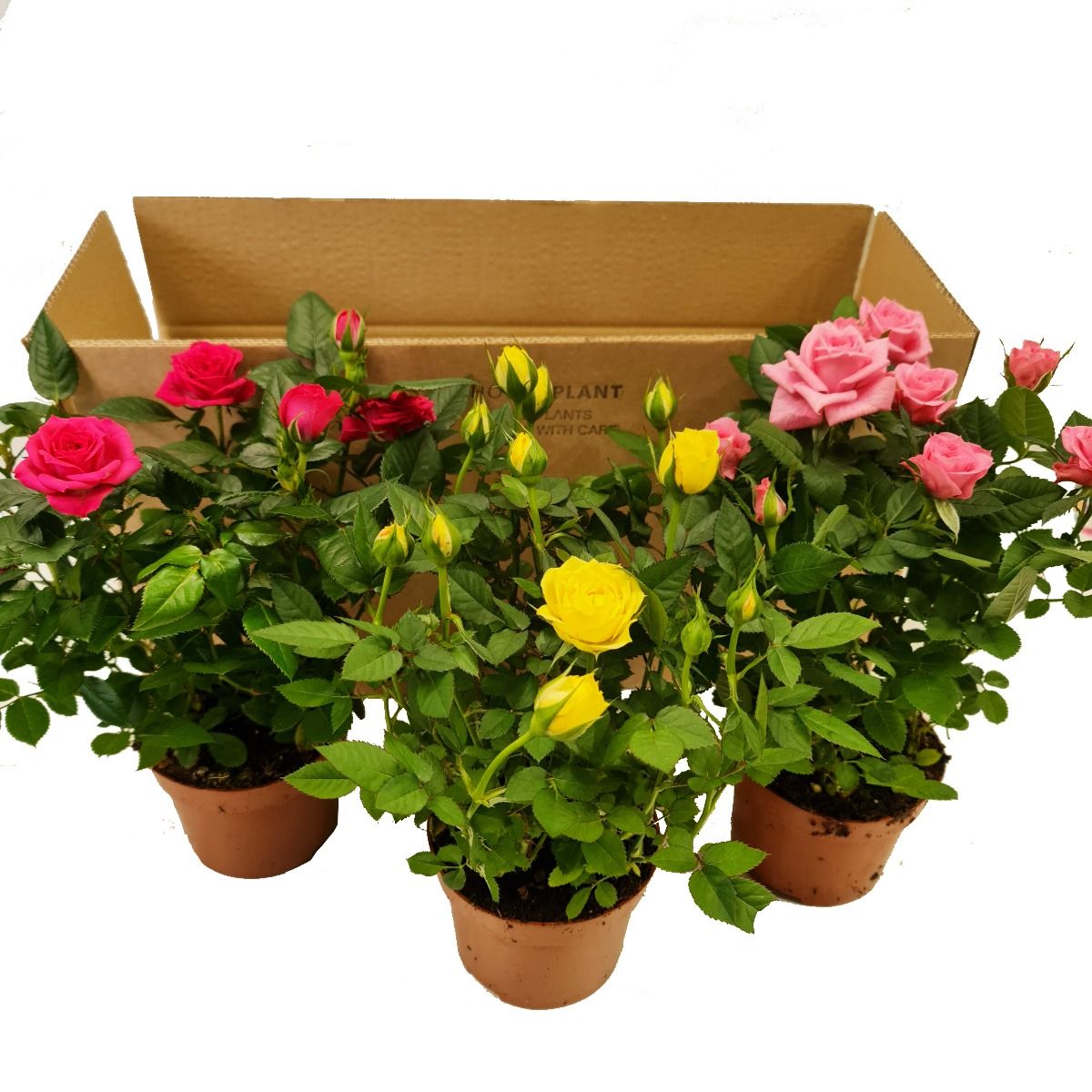 Radiant Rose | Mystery Box