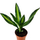 Corn Plant | Cintho