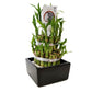 Lucky Bamboo