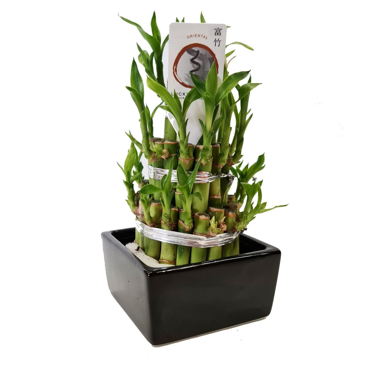 Lucky Bamboo